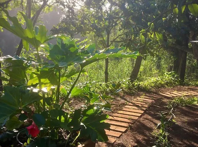 En Medio Del Bosque, El Lance Firgas