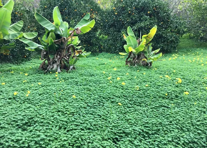 En Medio Del Bosque, El Lance *